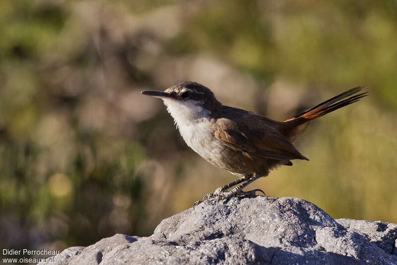 Chilia des rochers, habitat, Comportement