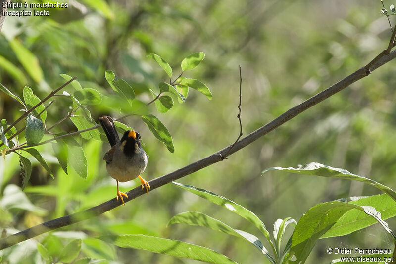 Buff-bridled Inca Finch