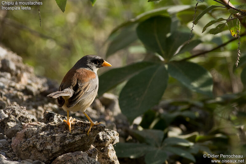 Buff-bridled Inca Finch