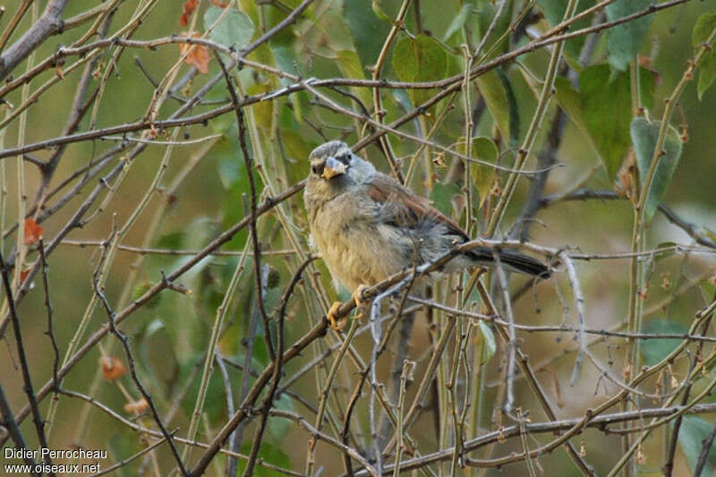 Great Inca Finchimmature, identification