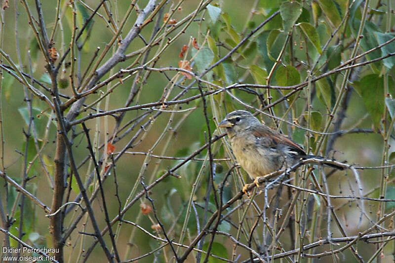 Chipiu remarquableimmature, identification