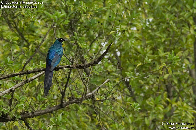 Long-tailed Glossy Starling