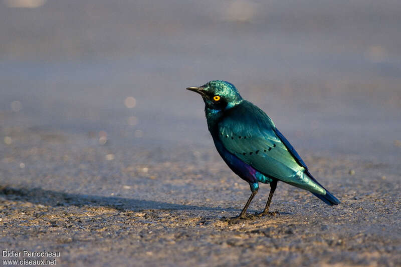 Lesser Blue-eared Starlingadult, identification