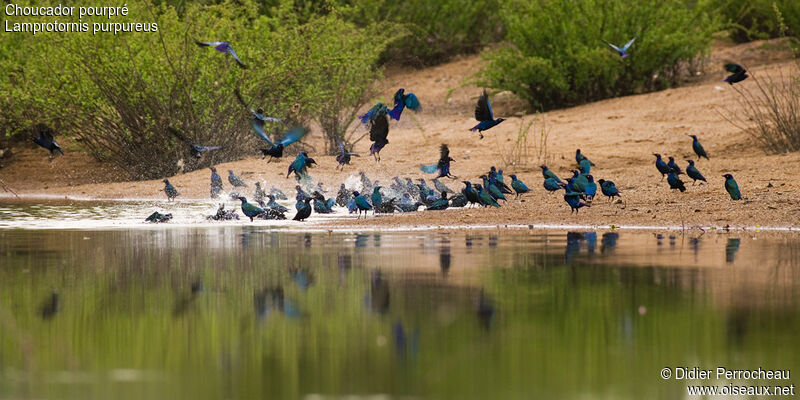 Purple Starling