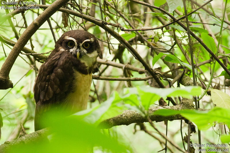 Spectacled Owl