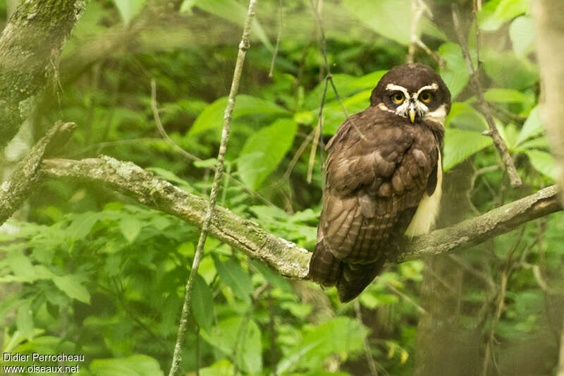 Chouette à lunettes, identification