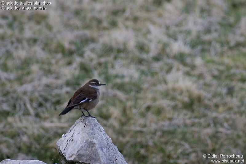 White-winged Cinclodes