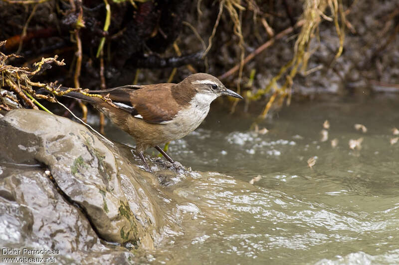 Cinclode à ailes blanchesadulte, identification