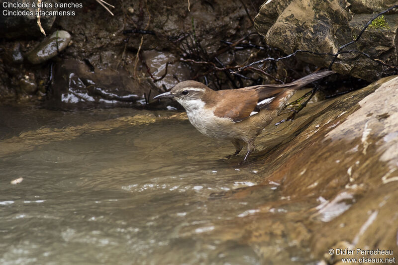 White-winged Cinclodes