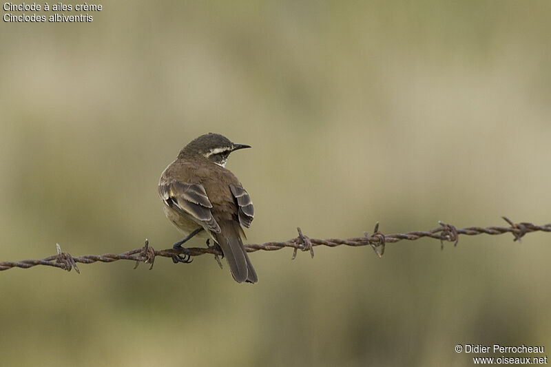 Cream-winged Cinclodes