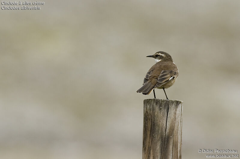 Cream-winged Cinclodes