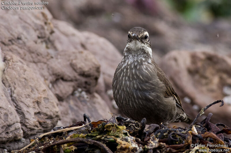 Dark-bellied Cinclodes