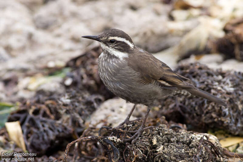 Dark-bellied Cinclodesadult, identification