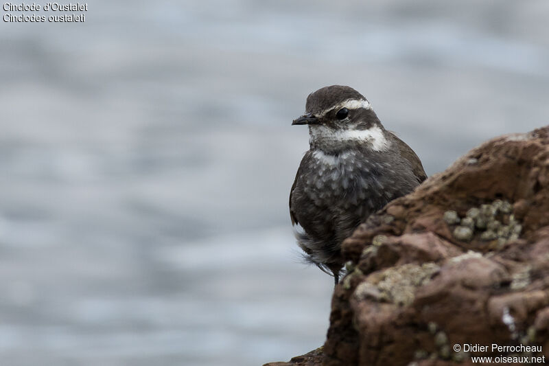 Grey-flanked Cinclodes