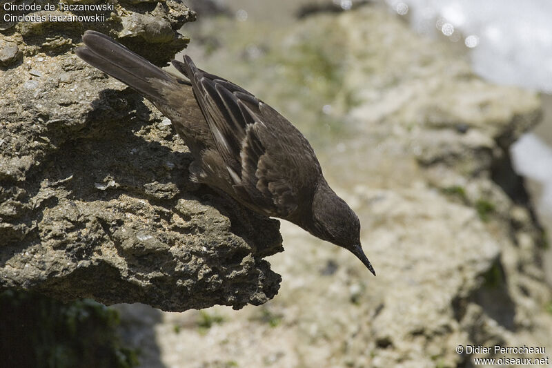 Peruvian Seaside Cinclodes, identification