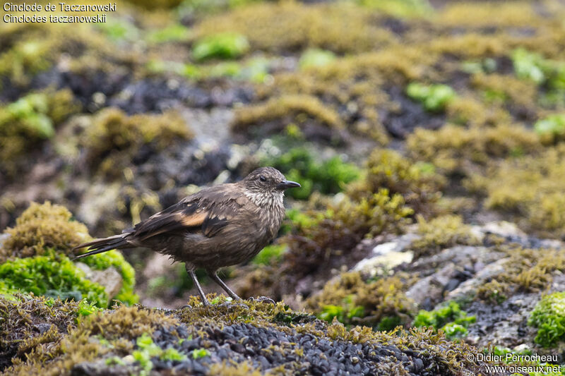 Peruvian Seaside Cinclodes