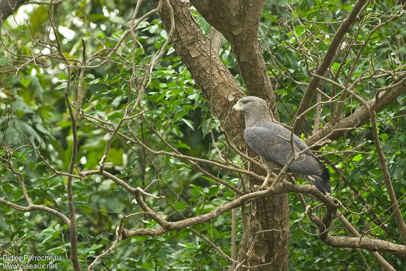 Circaète cendréimmature, identification