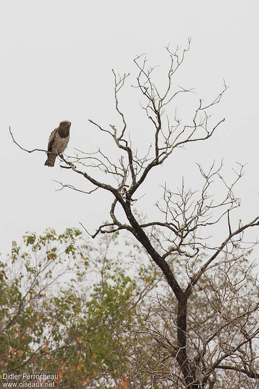 Beaudouin's Snake Eagle female adult, identification