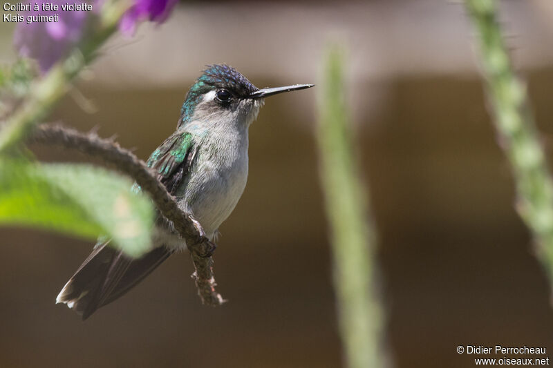 Colibri à tête violette