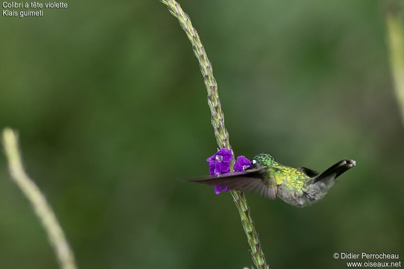 Violet-headed Hummingbird