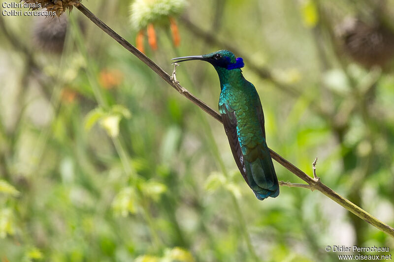 Colibri anaïs