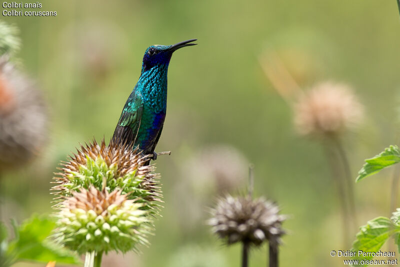 Sparkling Violetear