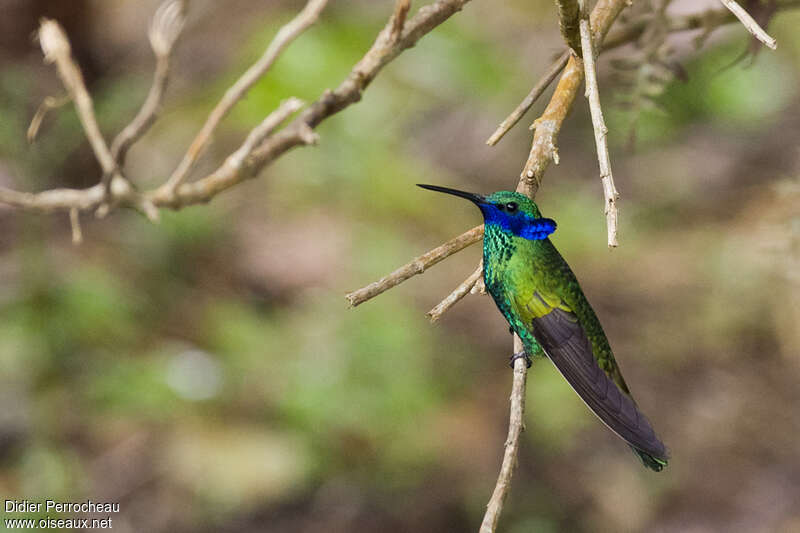 Sparkling Violetearadult breeding, identification