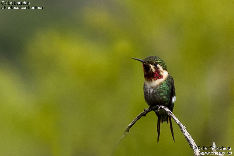 Colibri bourdon