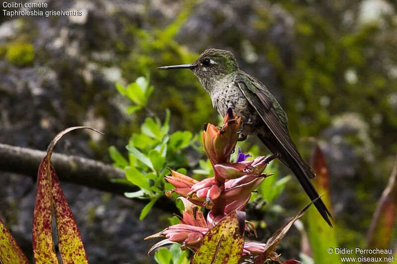 Colibri comète femelle adulte