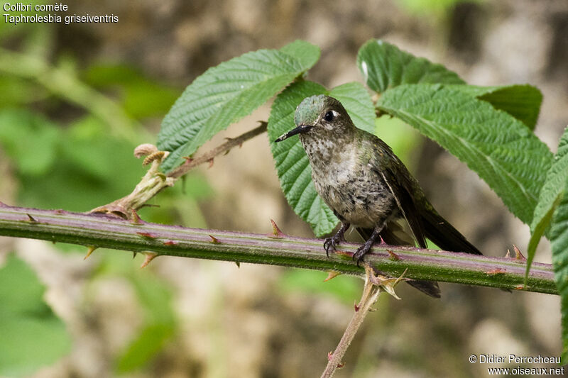 Colibri comète