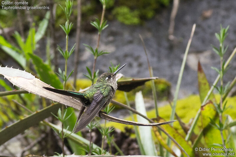 Grey-bellied Comet female adult