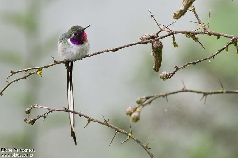 Colibri coraadulte, identification