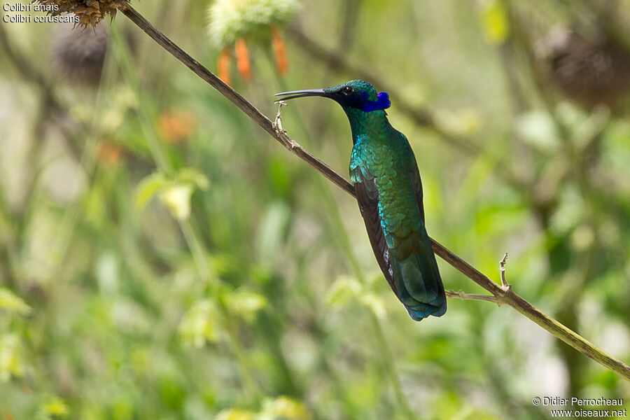 Colibri d'Anaïs