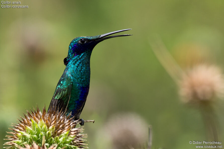 Colibri d'Anaïs