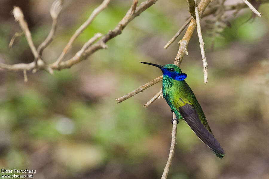 Colibri d'Anaïs