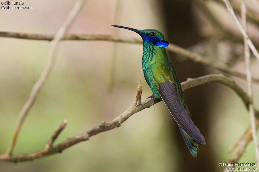 Colibri d'Anaïs