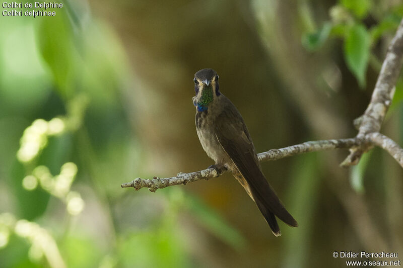 Colibri de Delphine