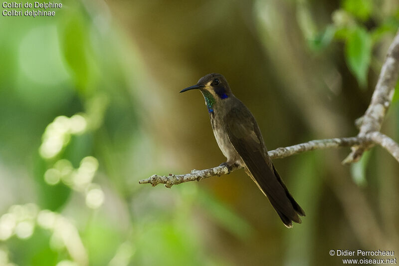 Colibri de Delphine