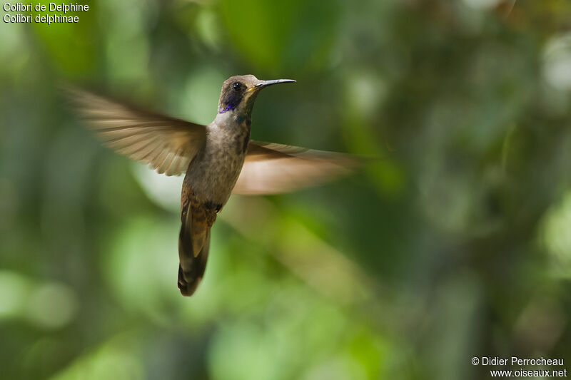 Colibri de Delphine