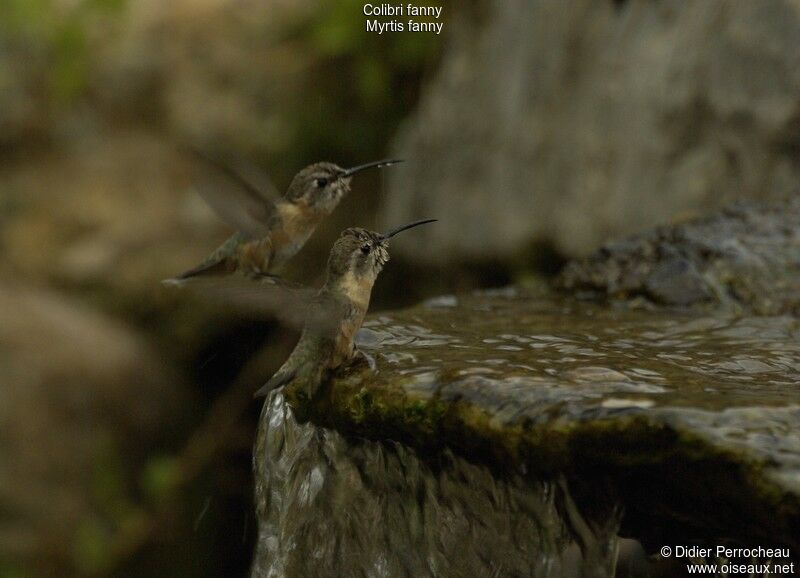 Colibri de Fanny
