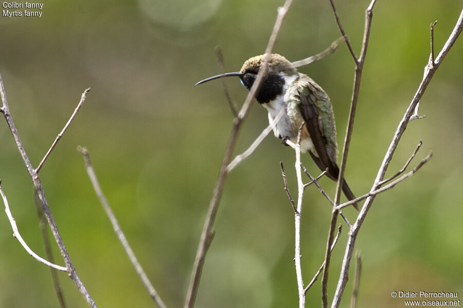Colibri de Fanny