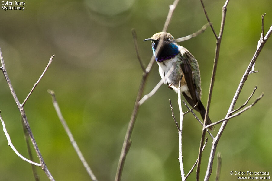 Colibri de Fanny