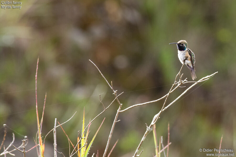 Colibri de Fanny