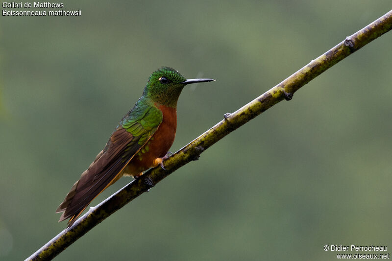 Colibri de Matthewsadulte, identification