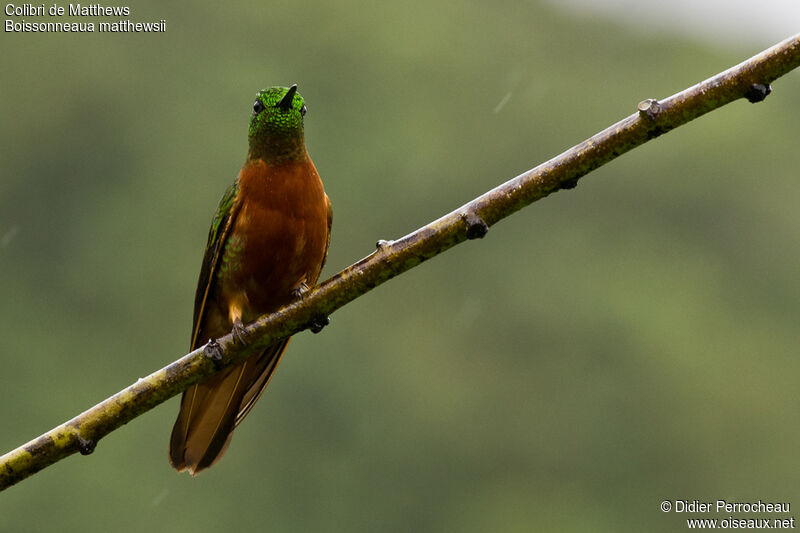 Chestnut-breasted Coronet