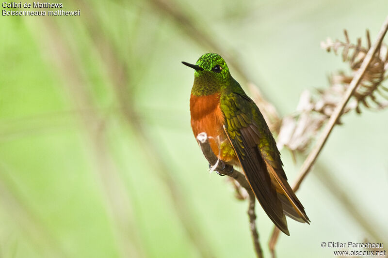 Colibri de Matthews