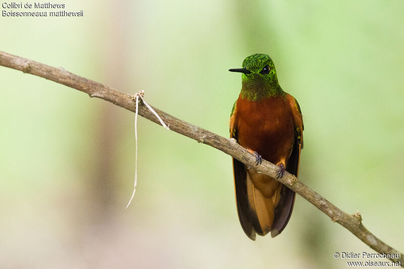 Colibri de Matthews