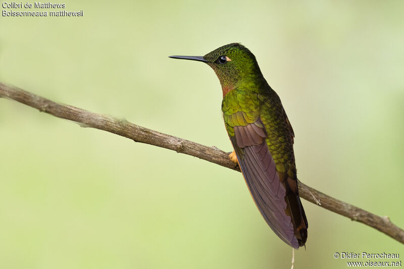 Colibri de Matthews