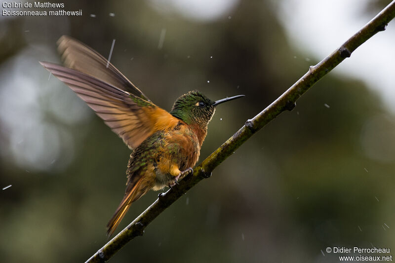 Colibri de Matthews