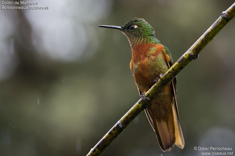 Colibri de Matthews